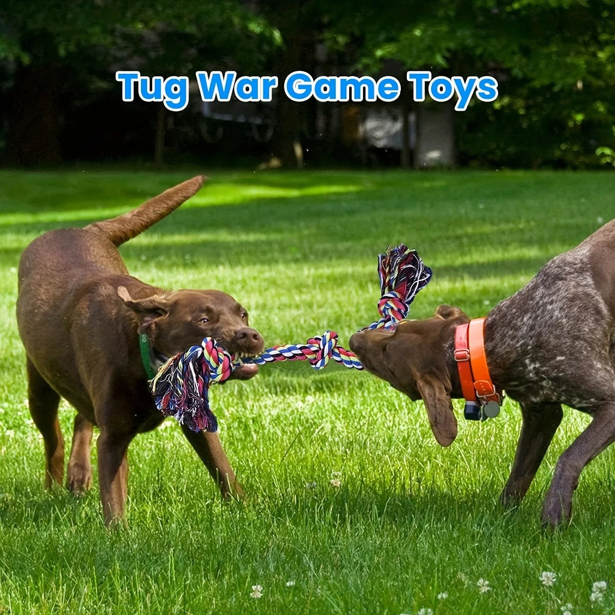 Gioco con corda per cani