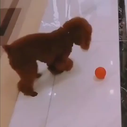 Pallina Giocattolo per Cani e Gatti